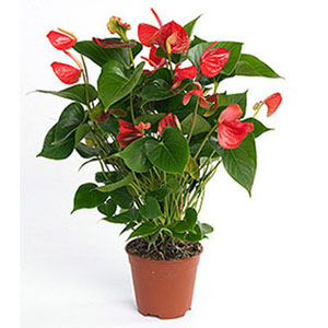 Featured image for “Pianta di Anthurium”