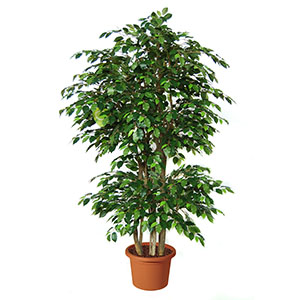 Featured image for “Ficus Benjamin grande”