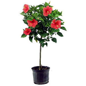 Featured image for “Hibiscus ad alberello grande (vari colori)”