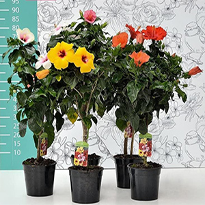 Featured image for “Hibiscus ad alberello medi”