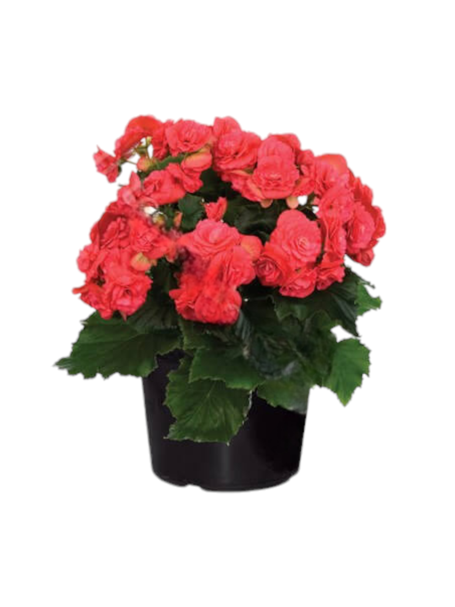 Pianta di Begonia - immagine 2