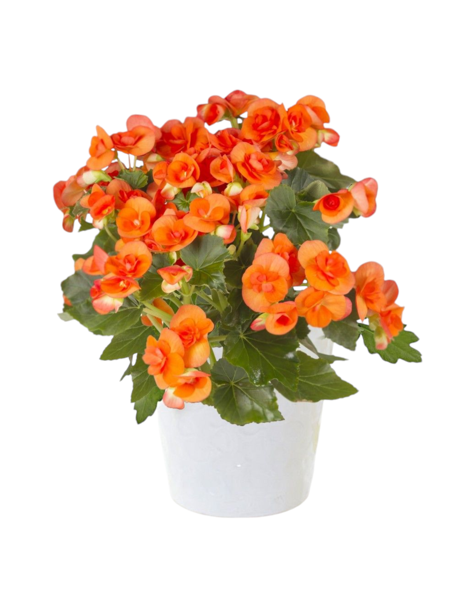 Pianta di Begonia - immagine 3