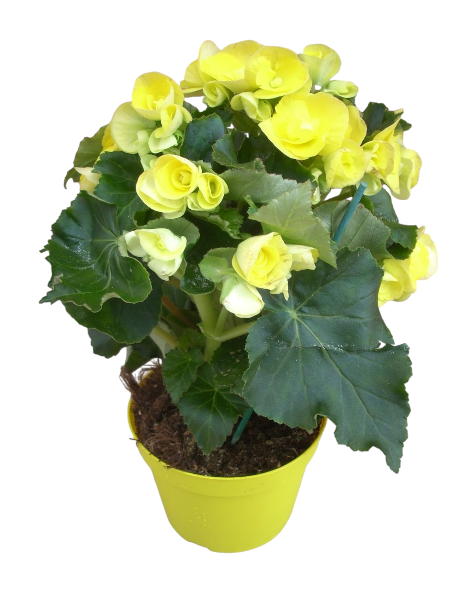 Pianta di Begonia - immagine 4