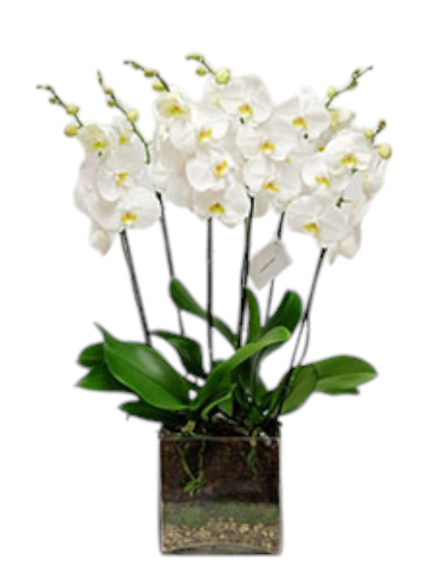 Featured image for “Orchidea phalaenopsis con 6 rami”
