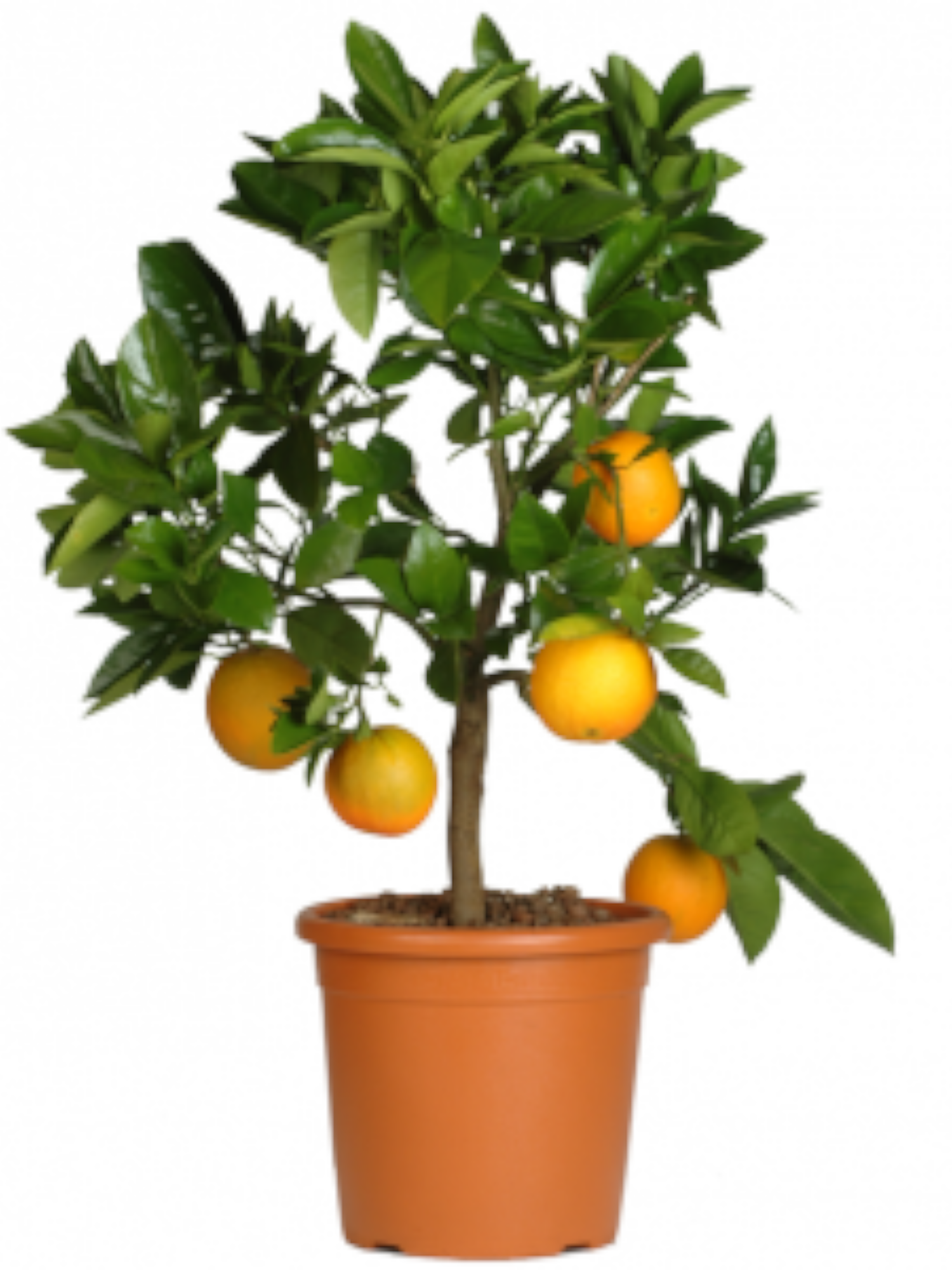 Featured image for “Albero di arancio”