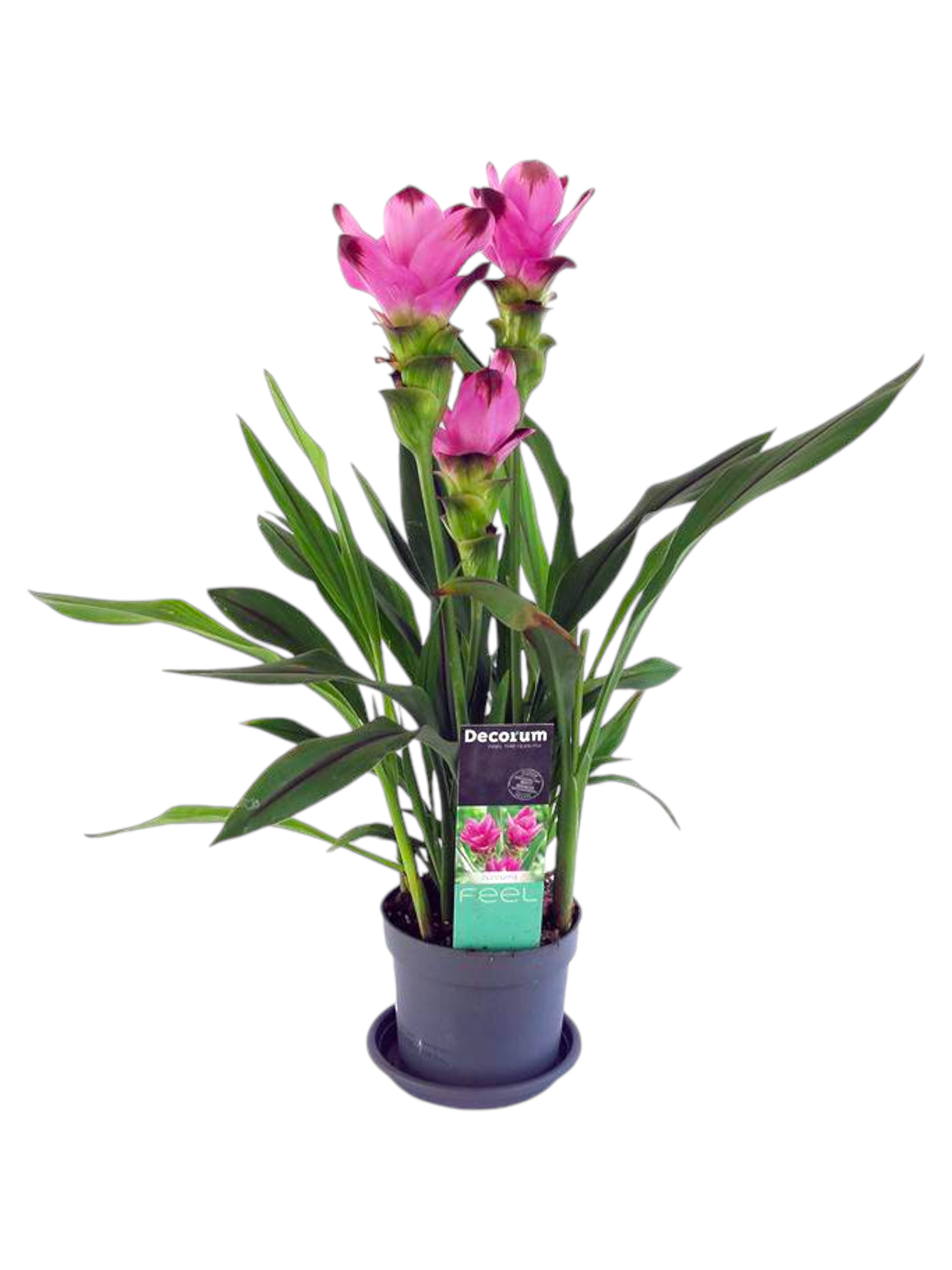 Featured image for “Curcuma”
