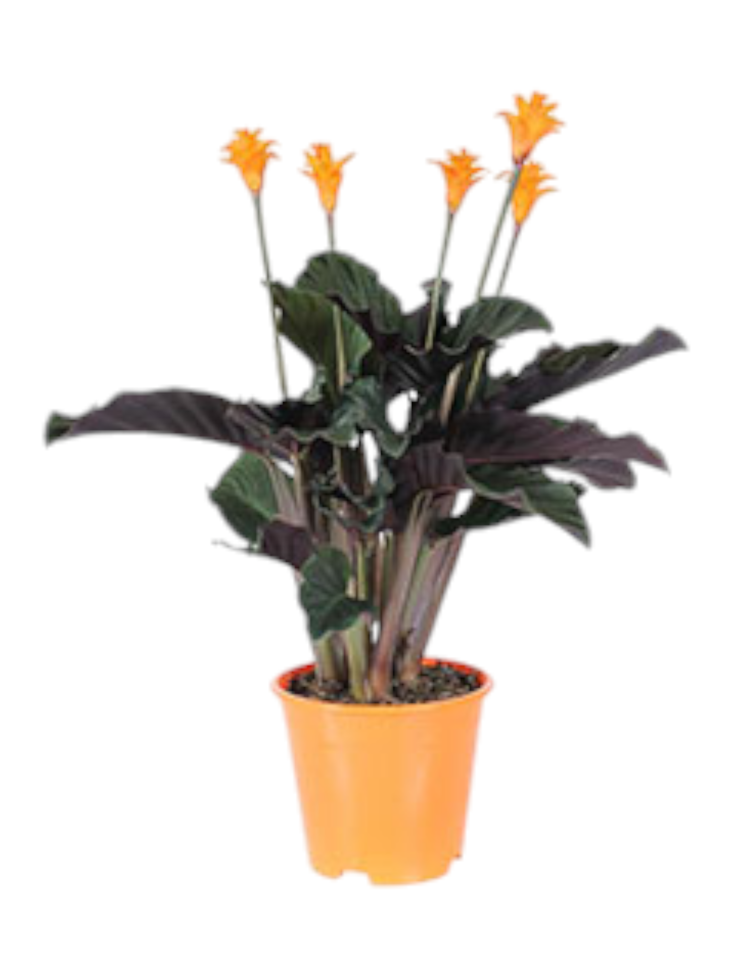 Featured image for “Calathea crocata”
