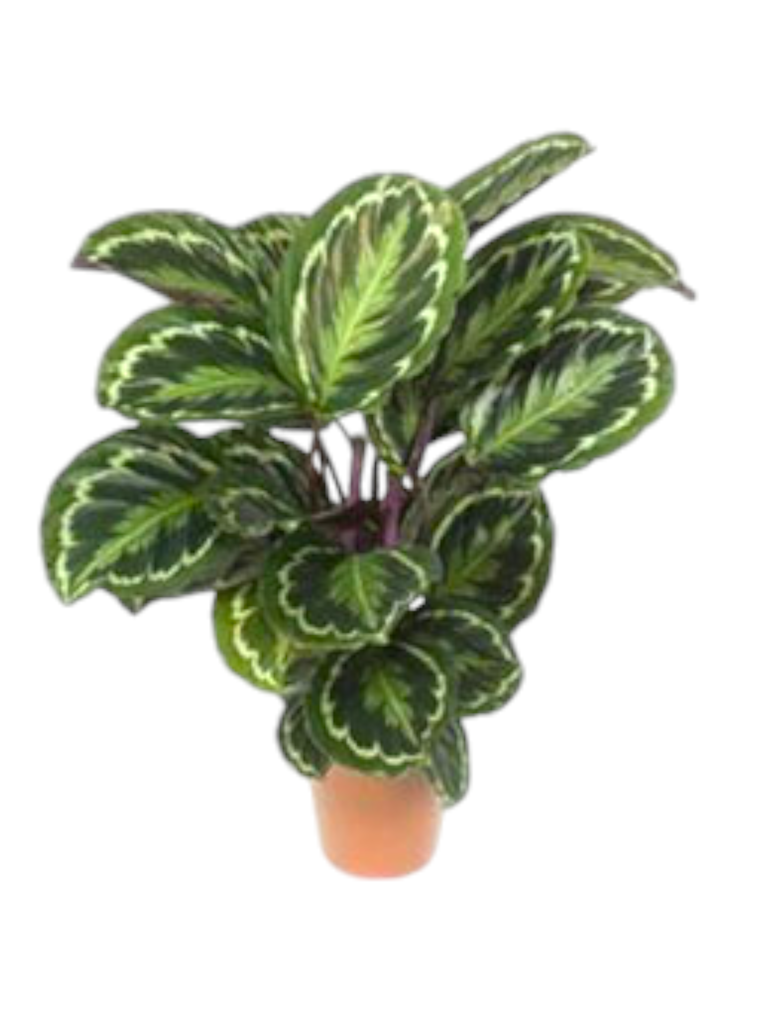 Featured image for “Pianta di Calathea”
