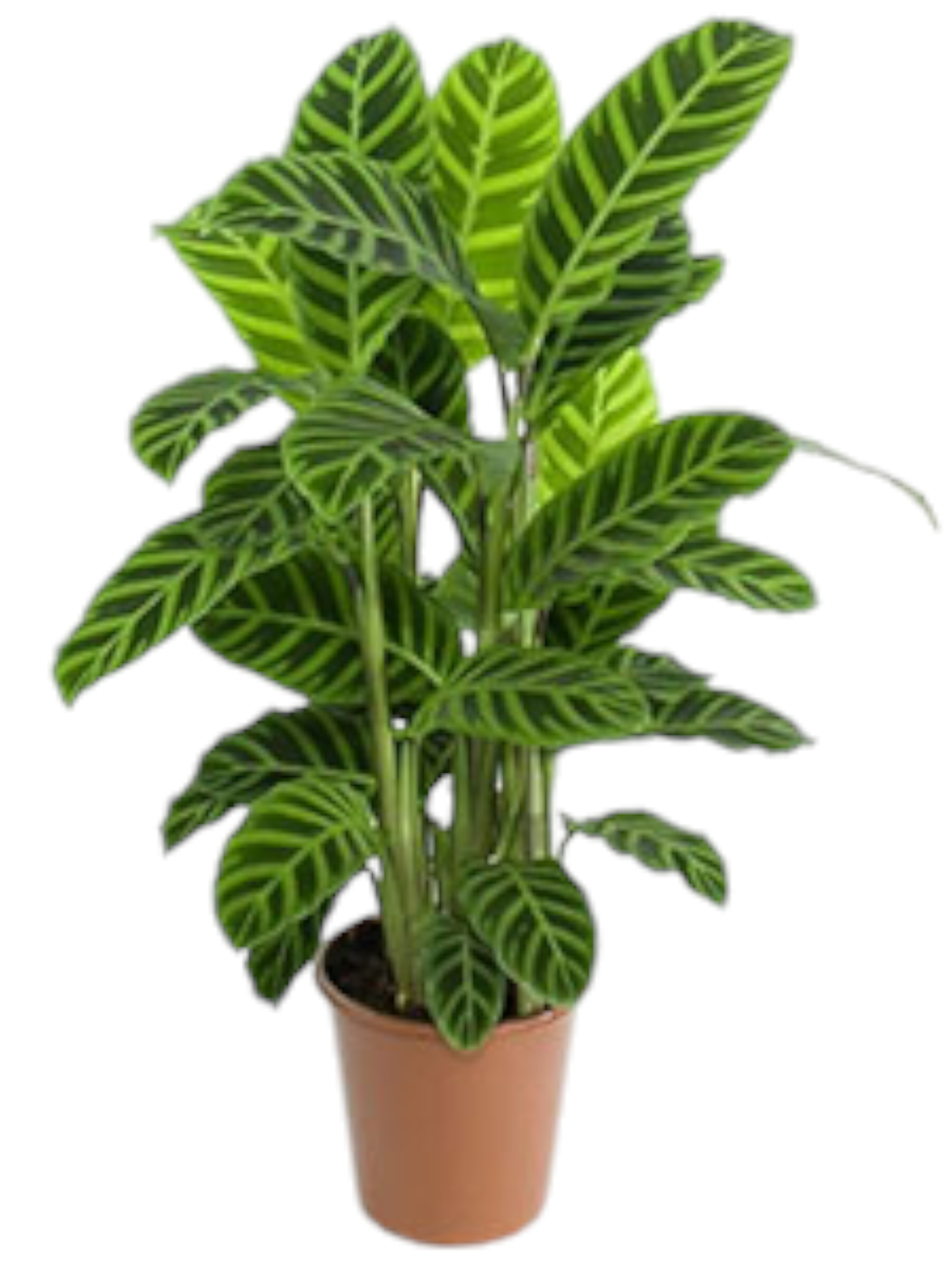 Featured image for “Calathea ornata”