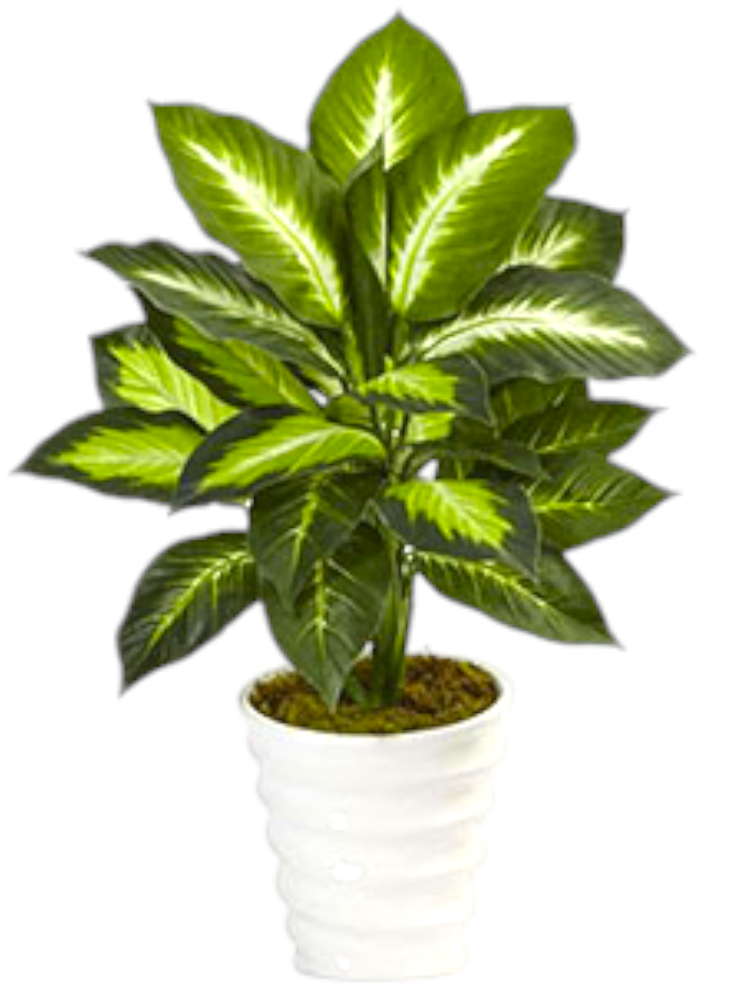 Featured image for “Pianta Dieffenbachia”