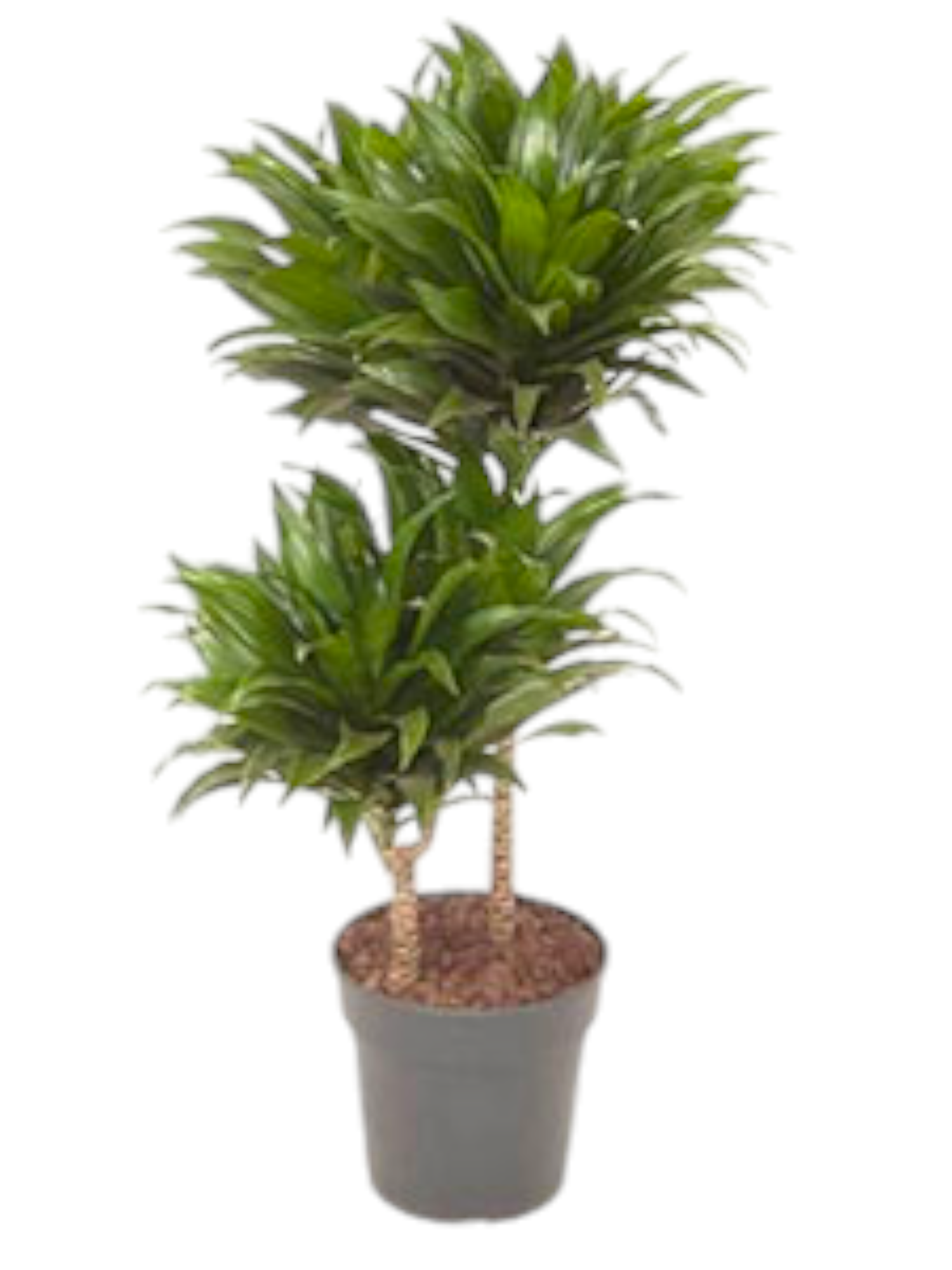 Featured image for “Dracena compatta”