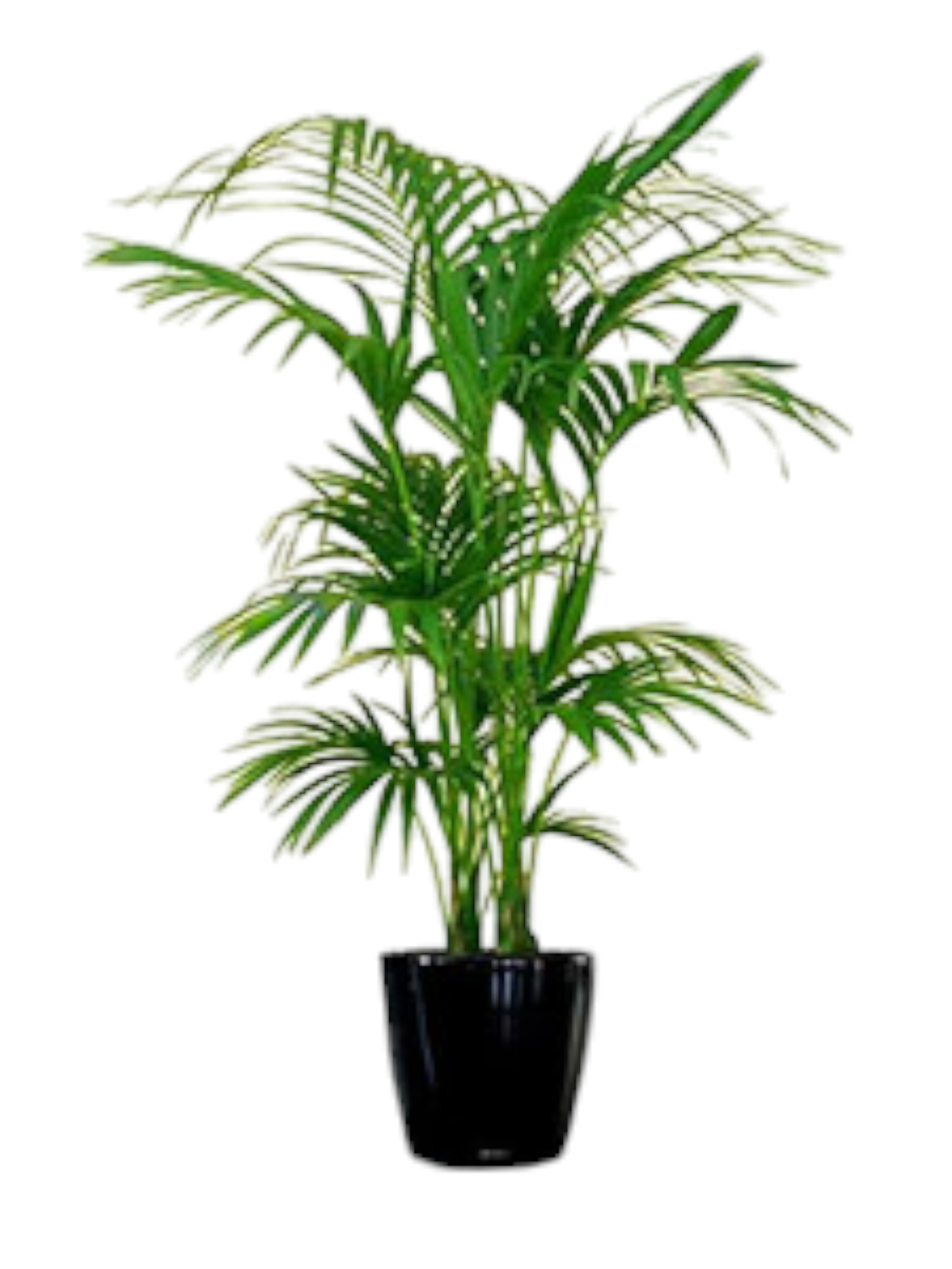Featured image for “Kenzia howea (kentia)”