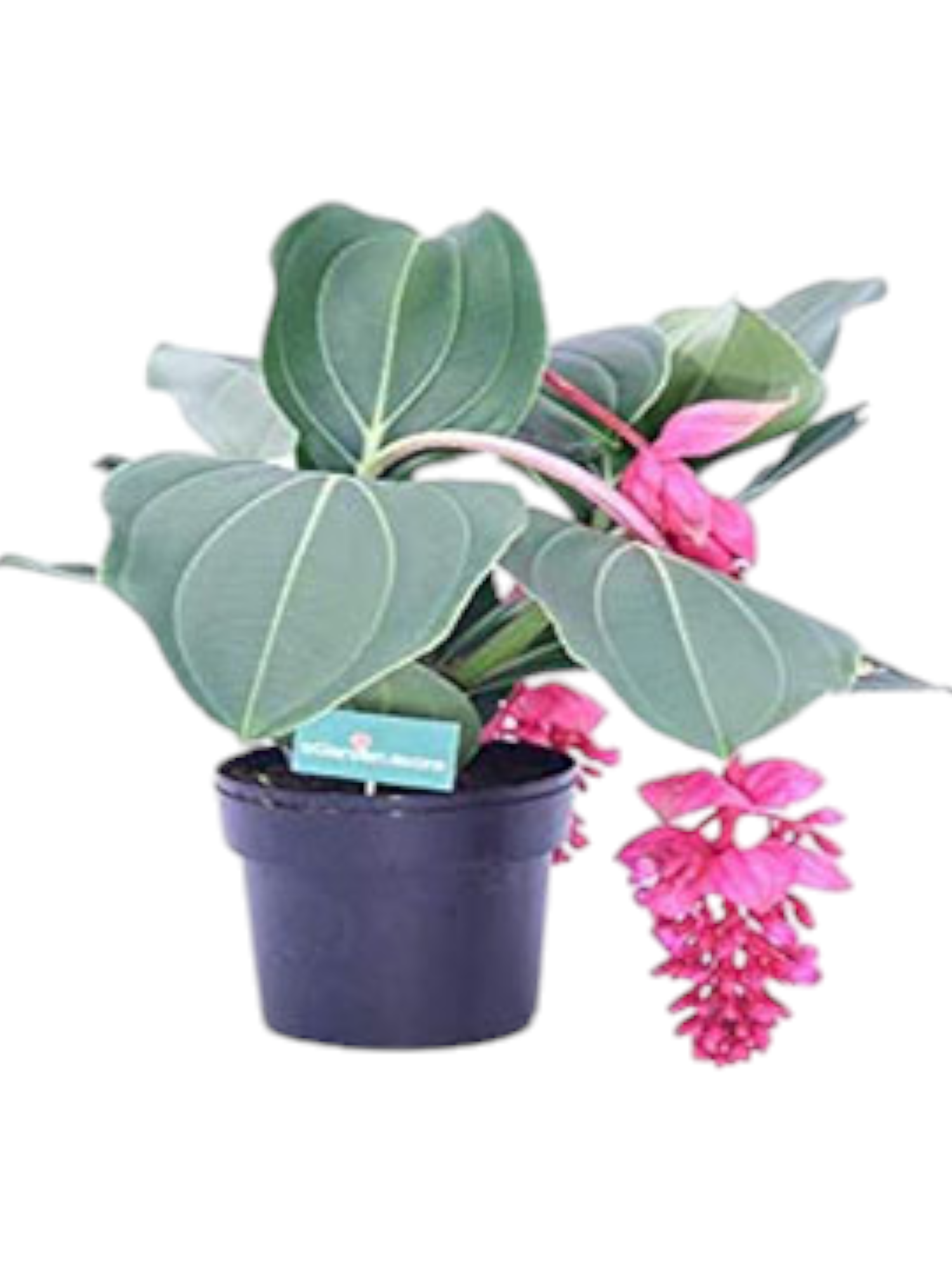 Featured image for “Medinilla”