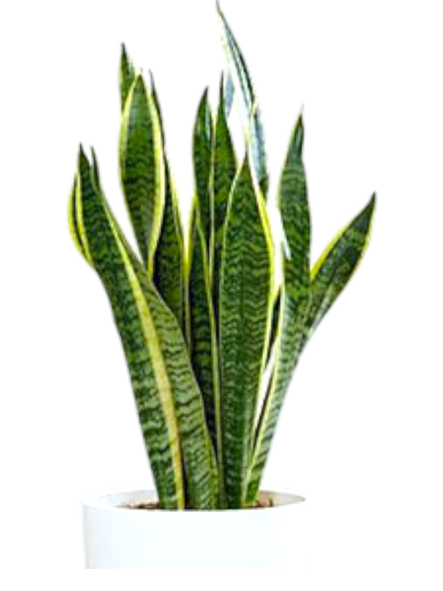 Featured image for “Sanseveria”