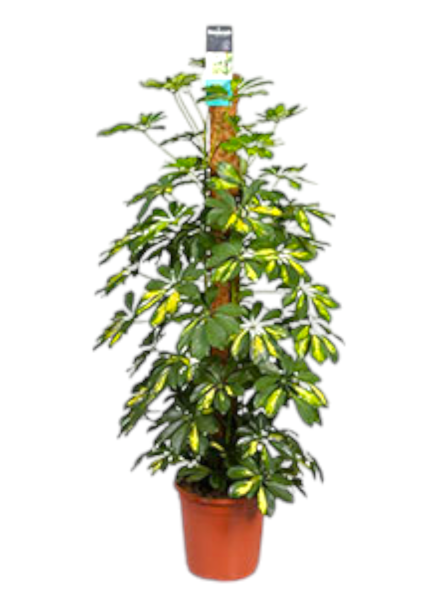 Featured image for “Schefflera”