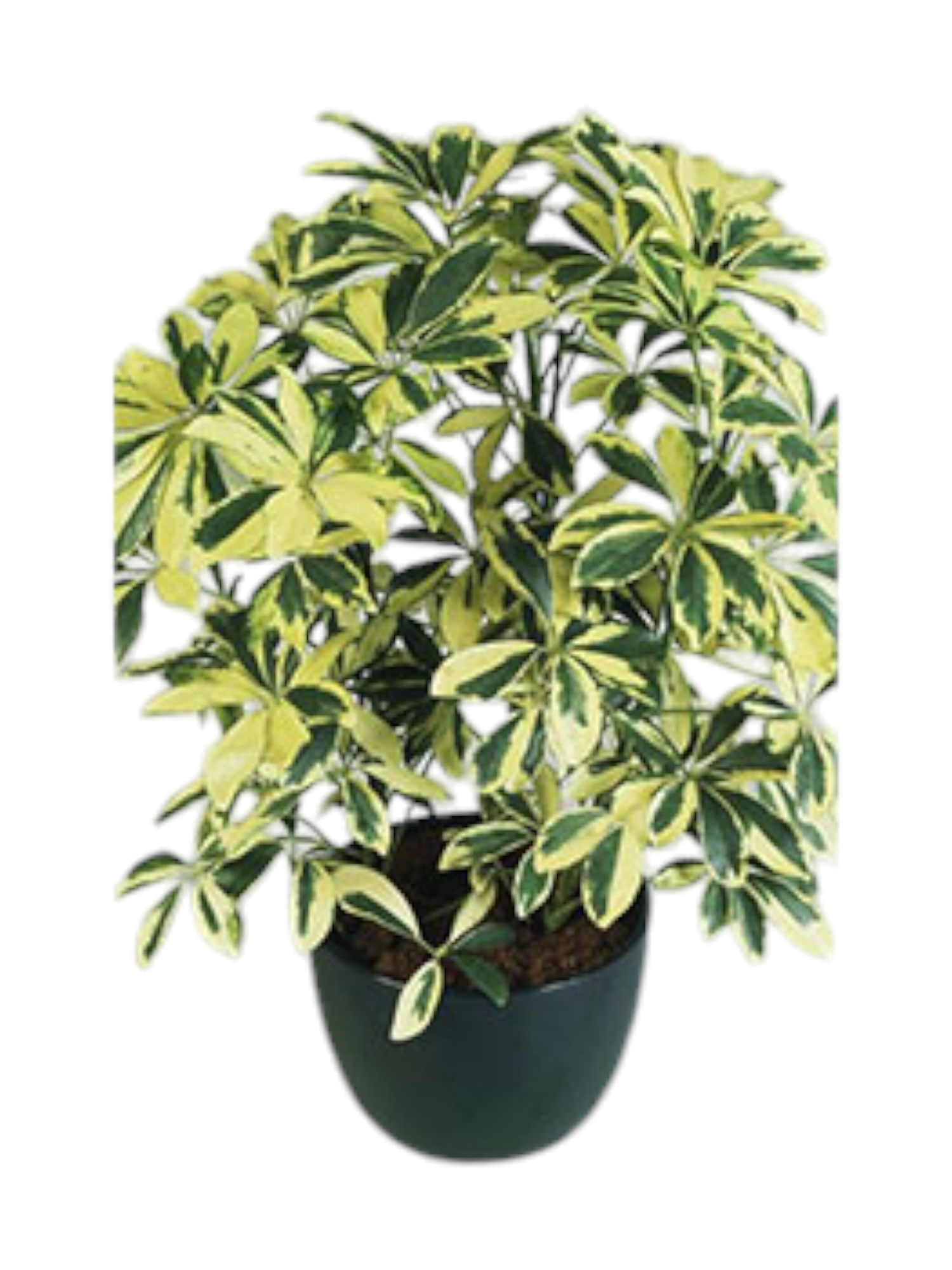 Featured image for “Schefflera”