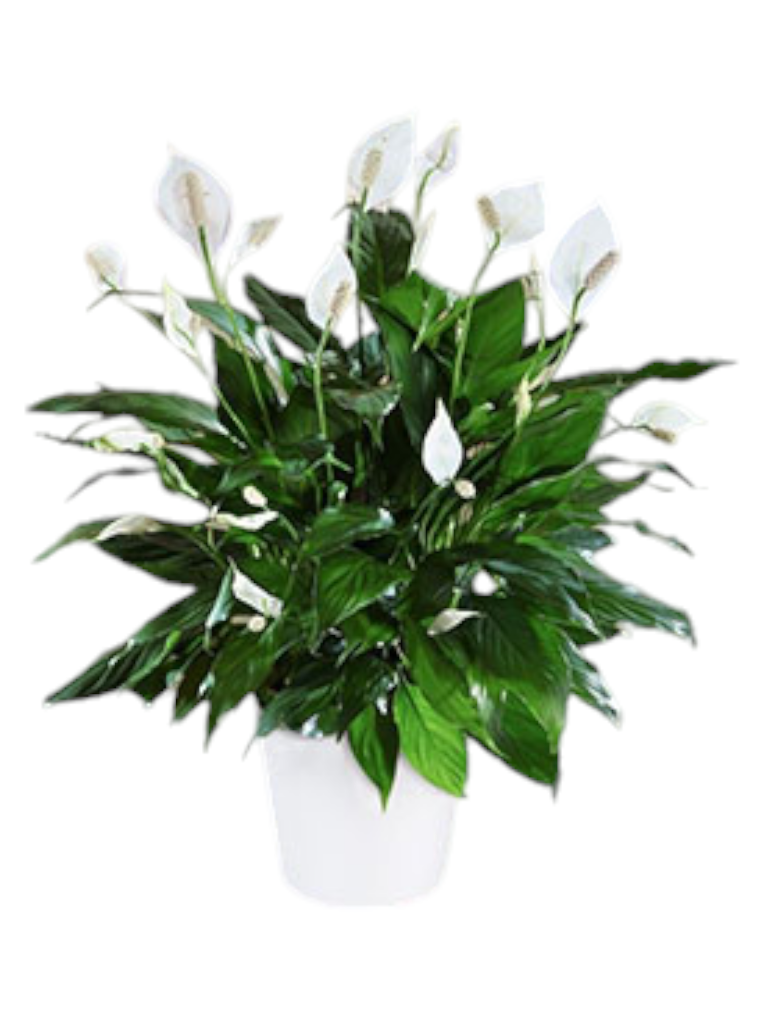 Featured image for “Spathiphyllum-Spatafillo”