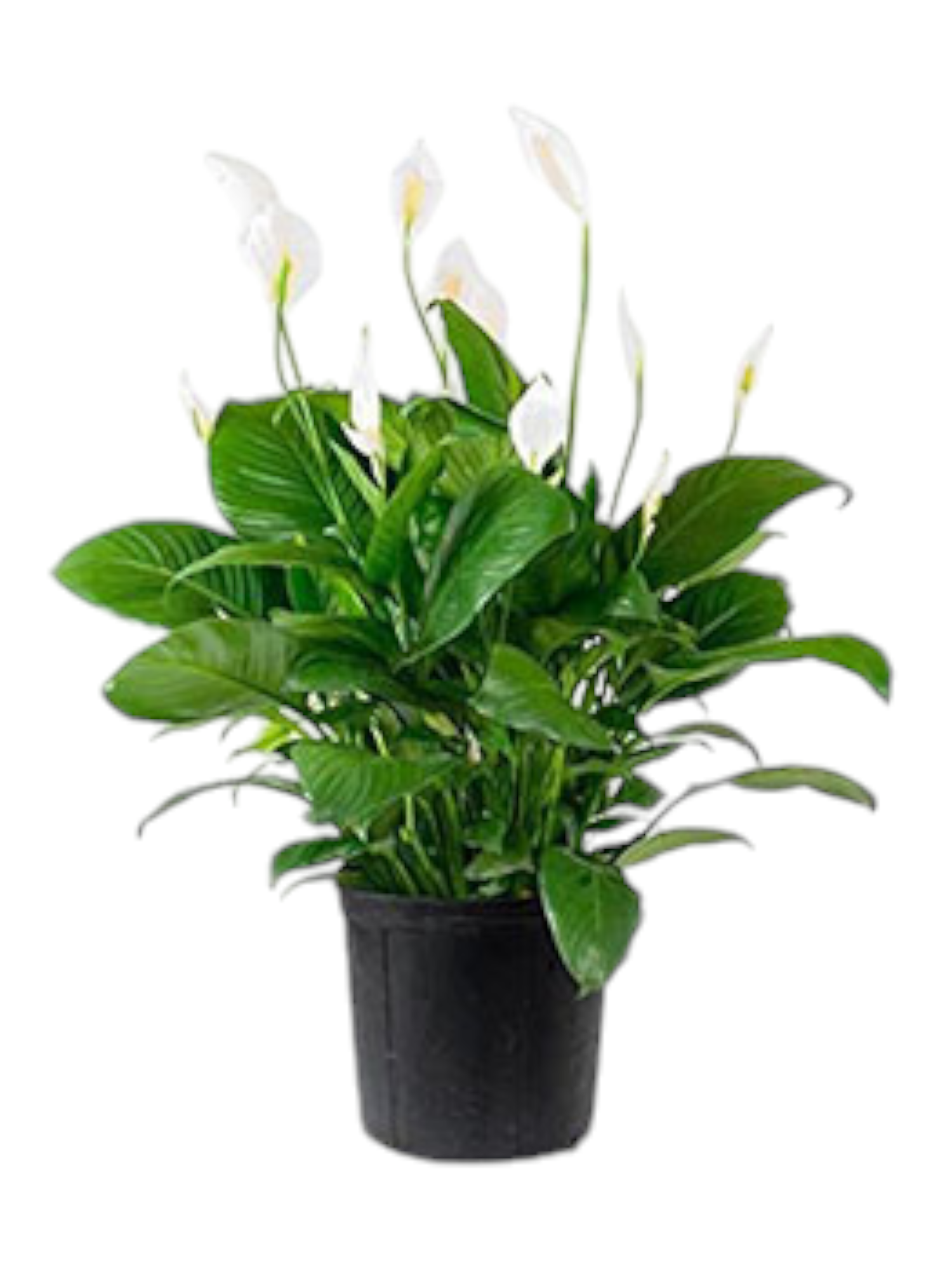 Featured image for “Spathiphyllum”
