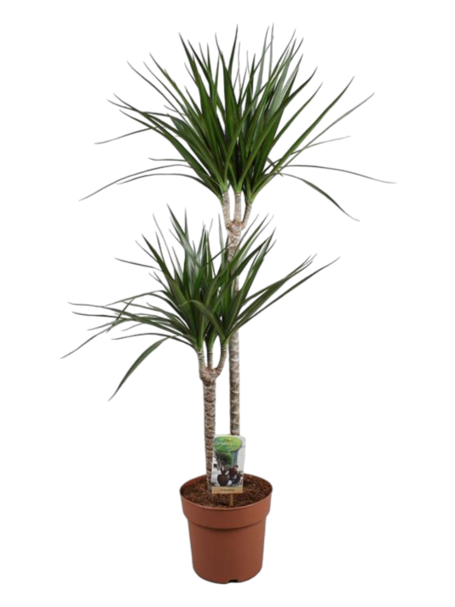 Featured image for “Dracena media”