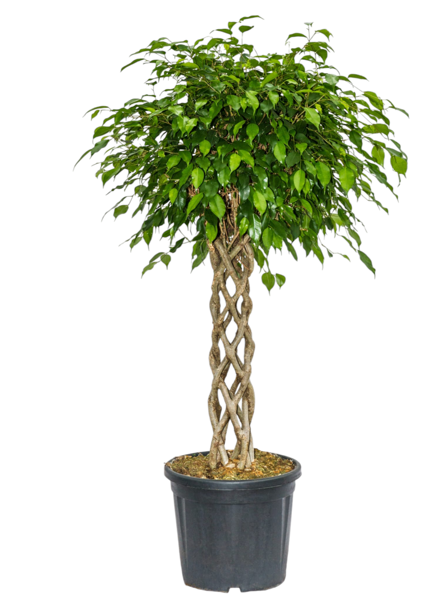 Featured image for “Ficus Benjamin a fusto intrecciato grande”