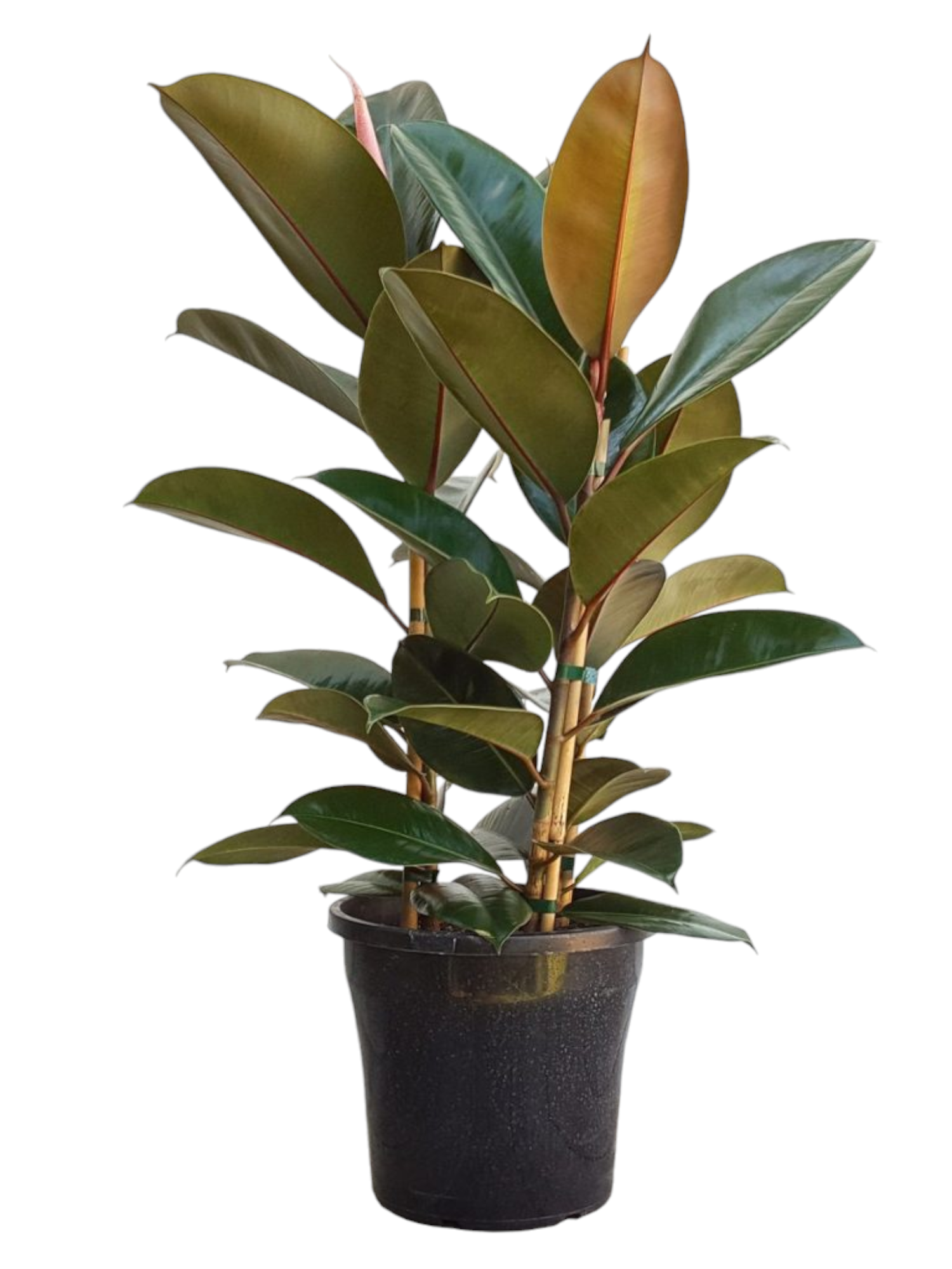 Featured image for “Ficus robusta”
