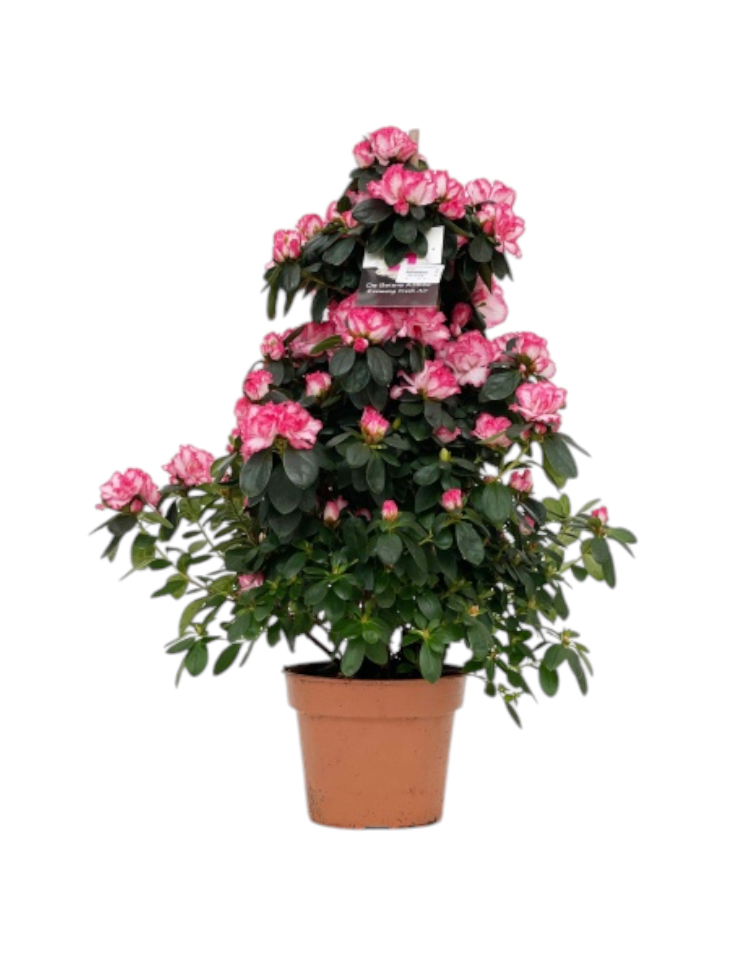 Featured image for “Azalea a piramide”