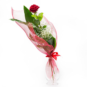 Rosa rossa a gambo lungo