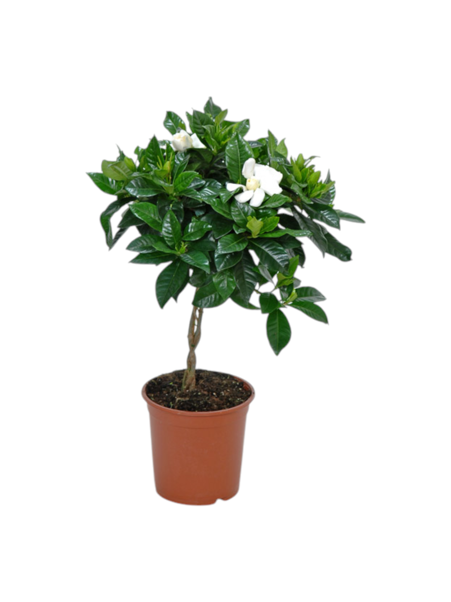 Gardenia ad alberello