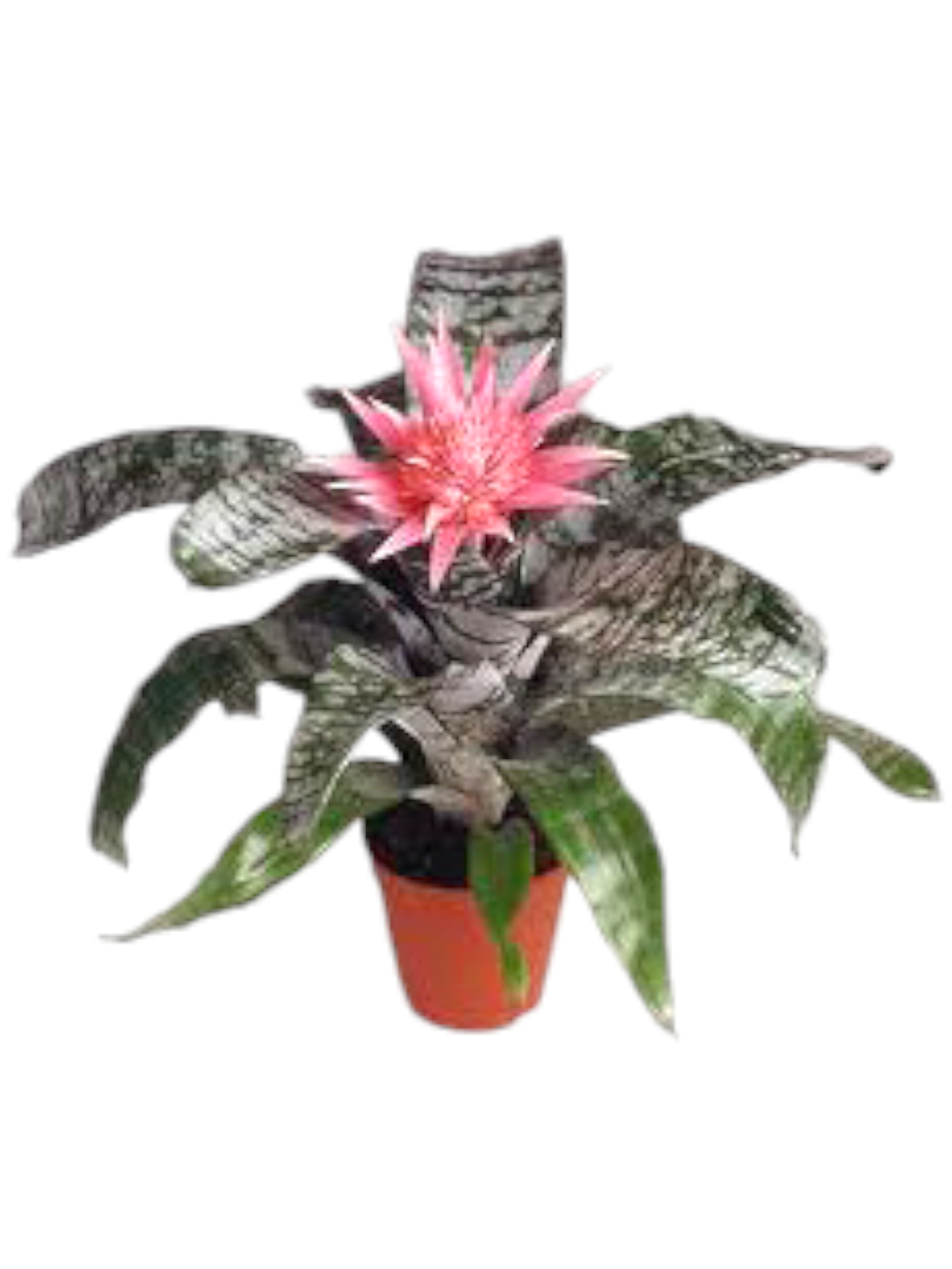 Featured image for “Billbergia”