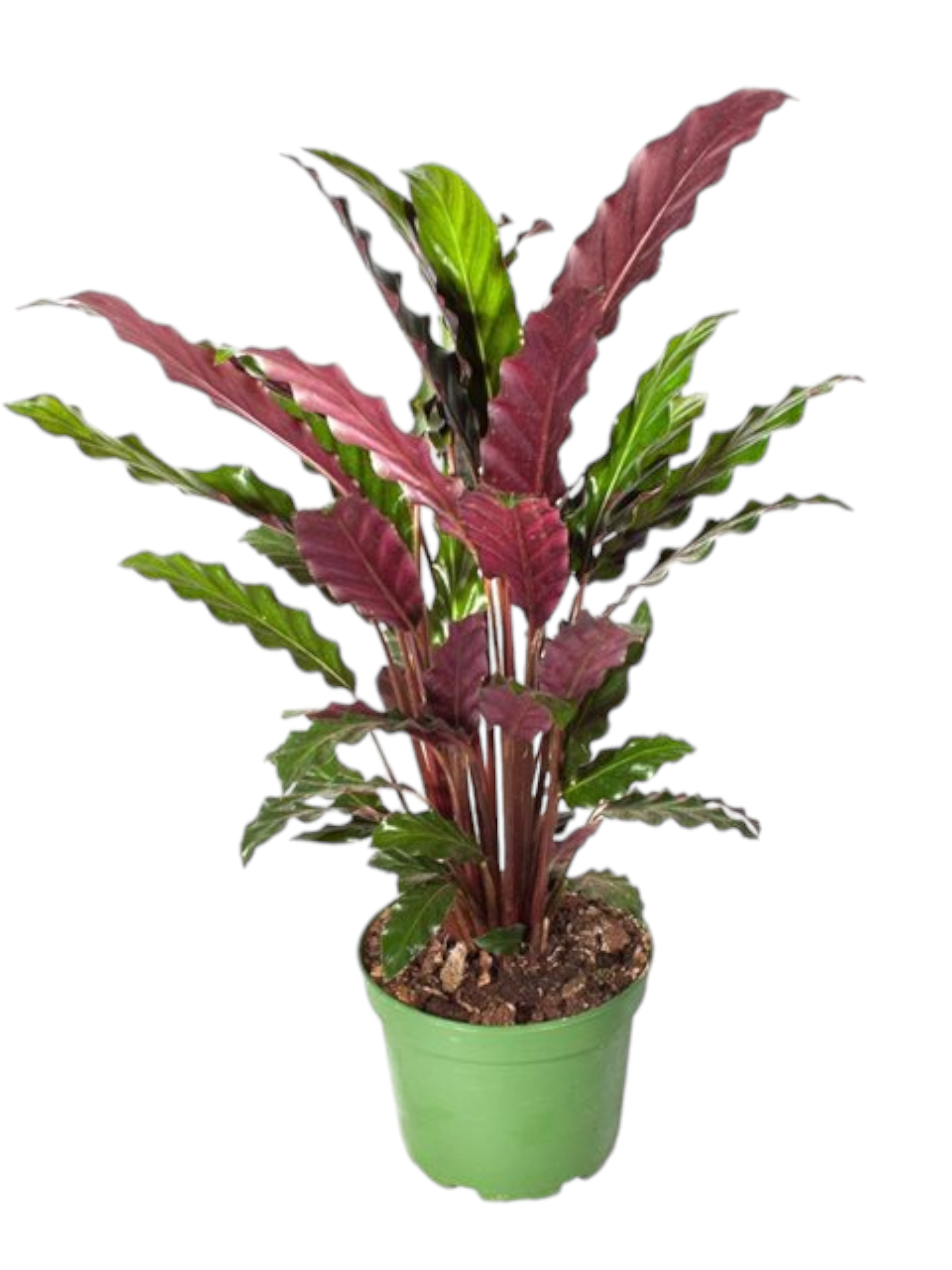 Featured image for “Calathea Rufibarba”