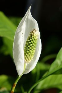 Spathiphyllum-Spatafillo - immagine 2