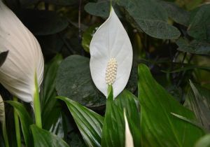 Spathiphyllum-Spatafillo - immagine 3