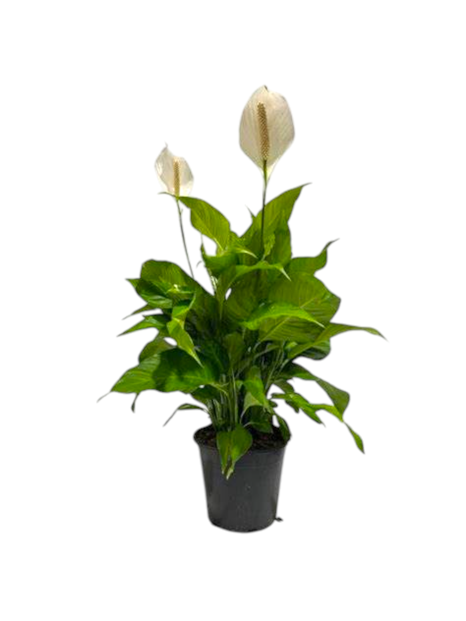 Featured image for “Spathiphyllum”