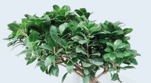 Bonsai Ginseng piccolo - immagine 2