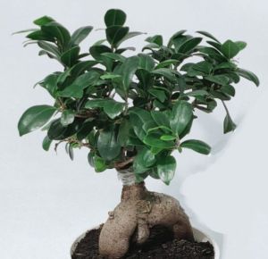 Bonsai Ginseng piccolo - immagine 3