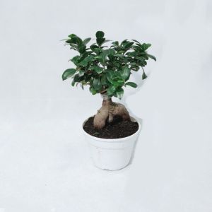 Bonsai Ginseng piccolo - immagine 4