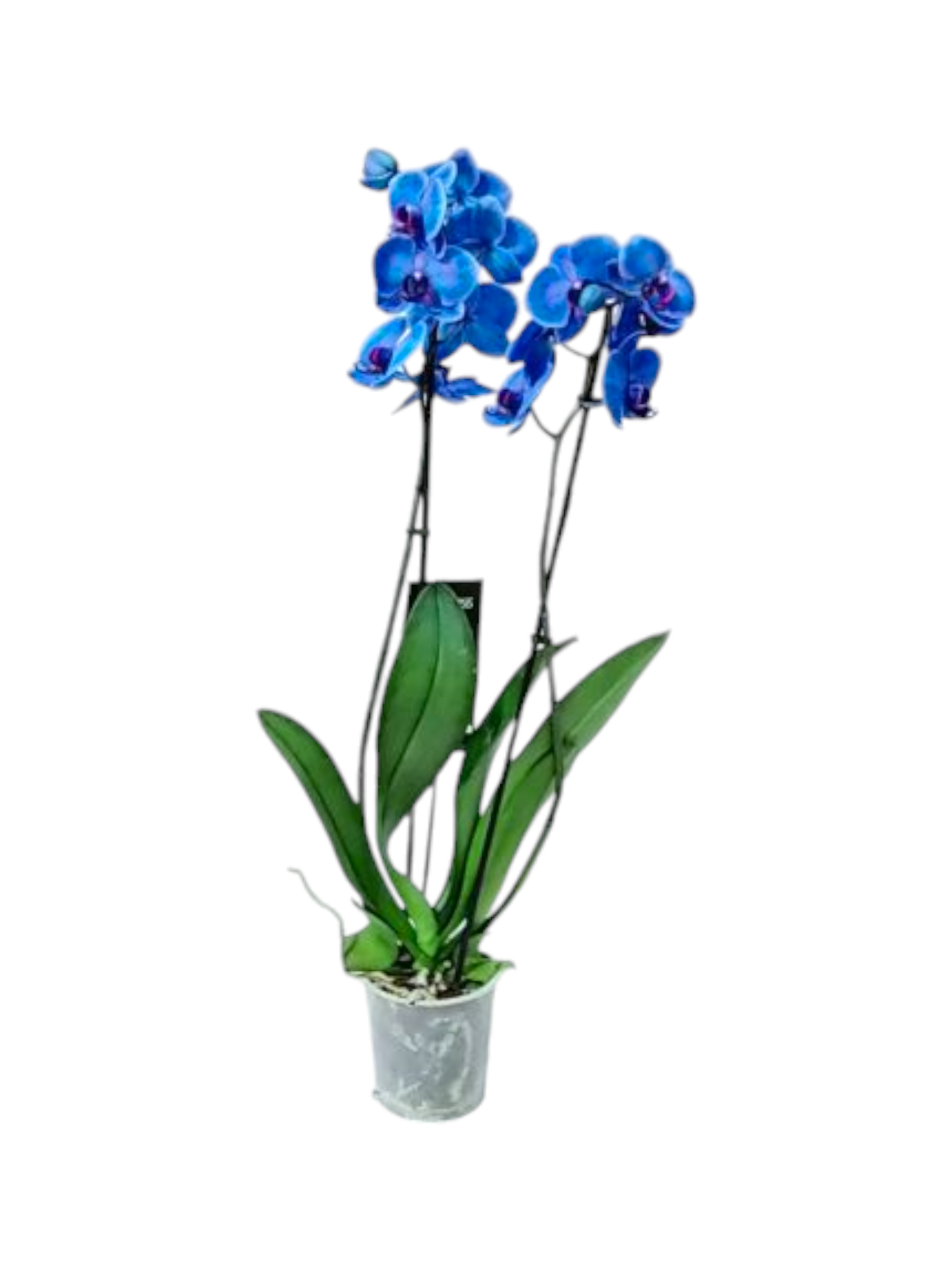 Featured image for “Orchidea Phalaenopsis blu”