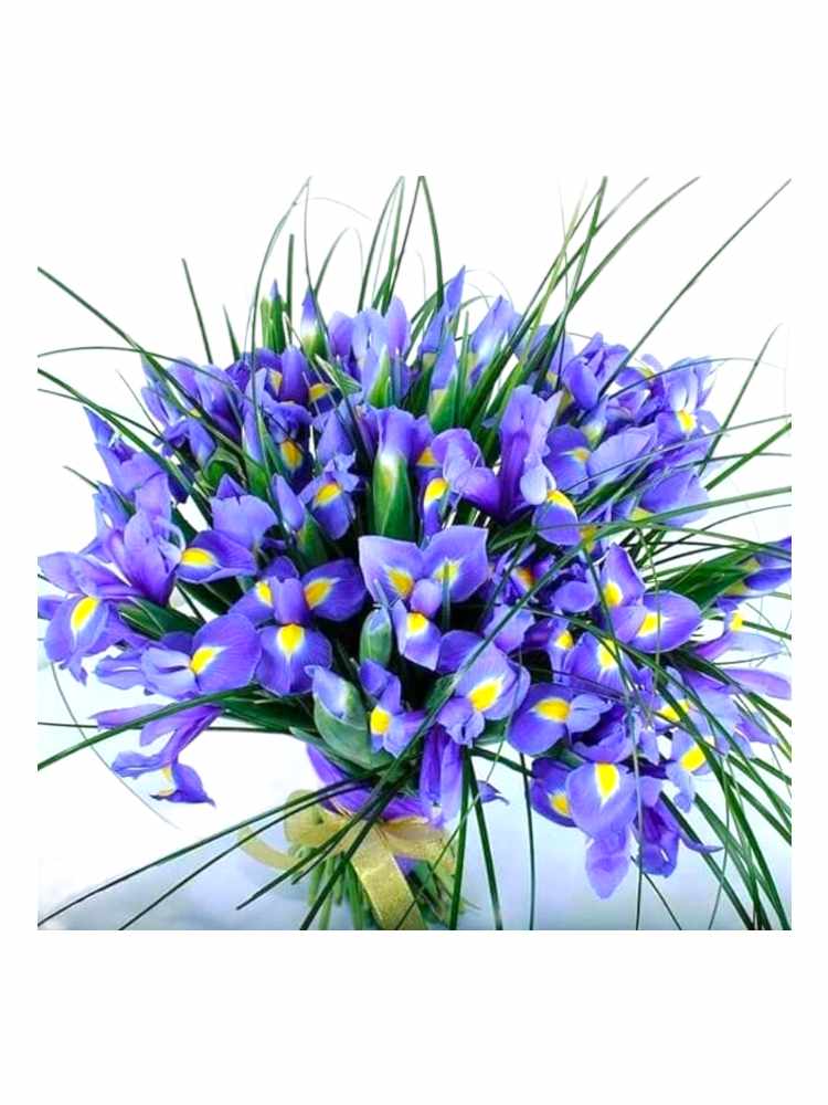 Featured image for “Bouquet iris”