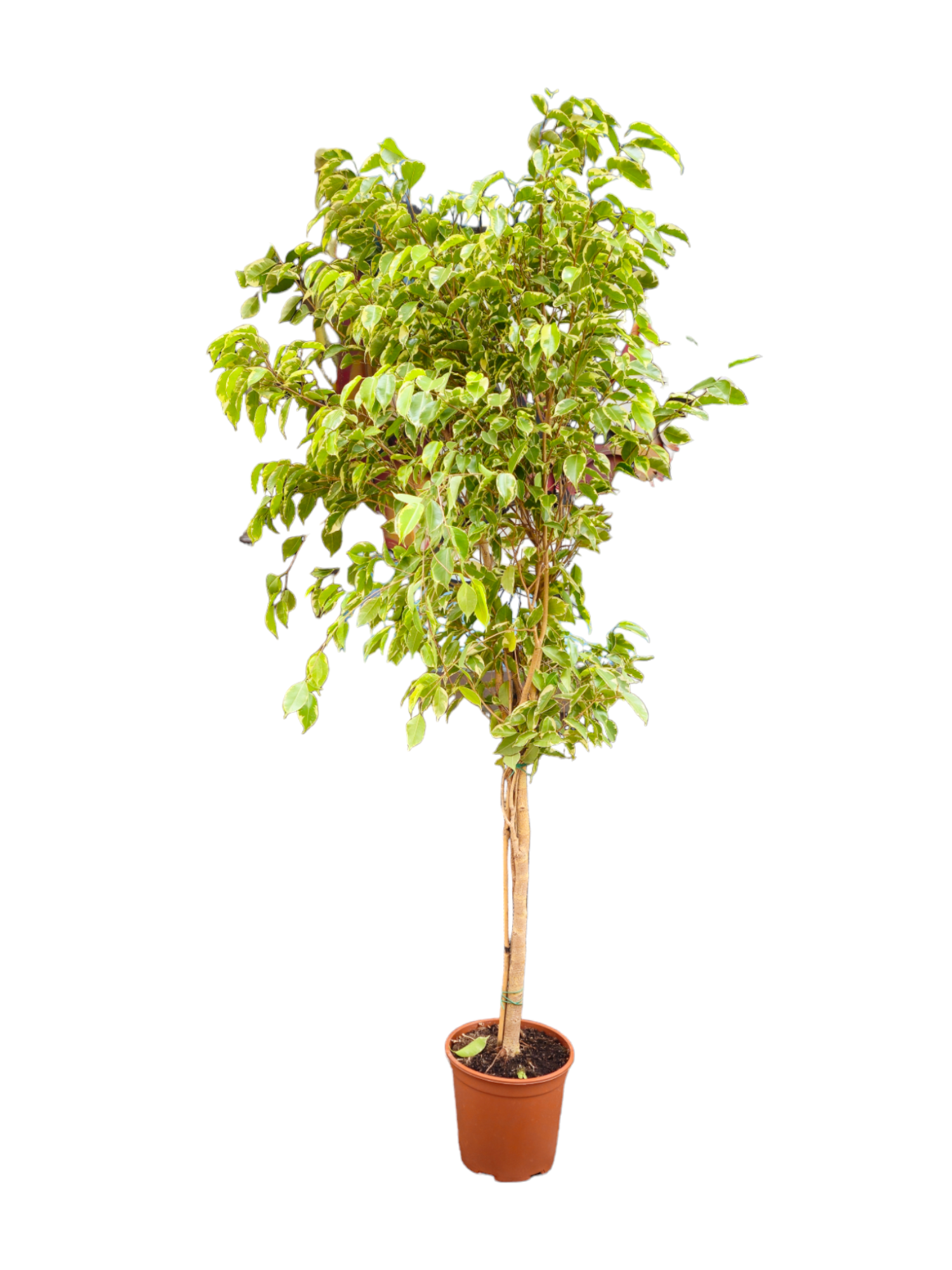 Featured image for “Ficus Benjamin XL”