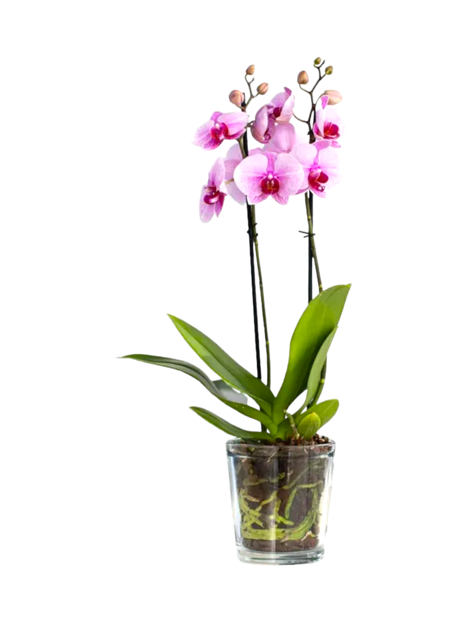 Featured image for “Orchidea phalaenopsis rosa”