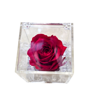 Rosa stabilizzata rossa in cubo trasparente grande