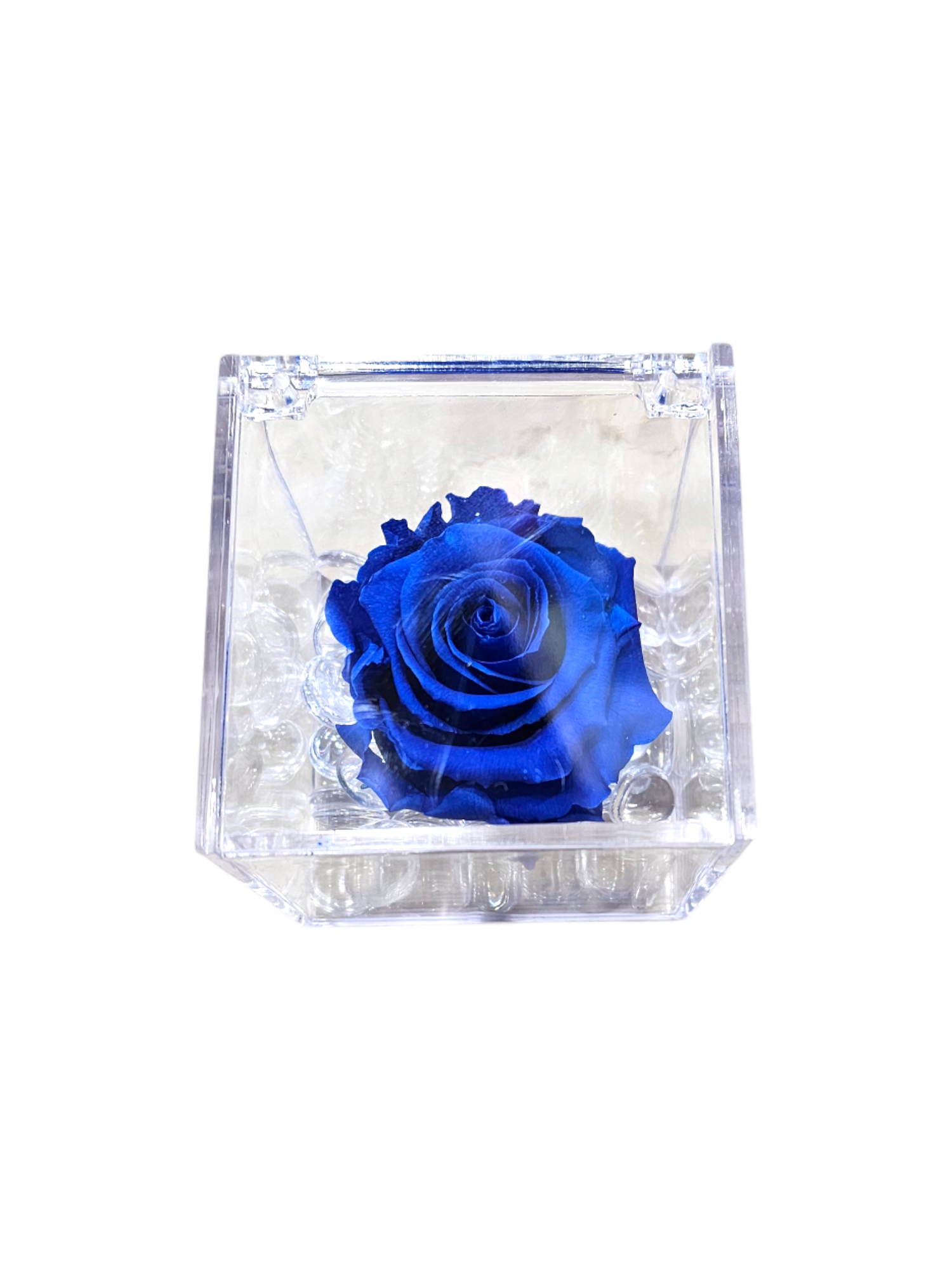Rosa stabilizzata blu in cubo trasparente grande