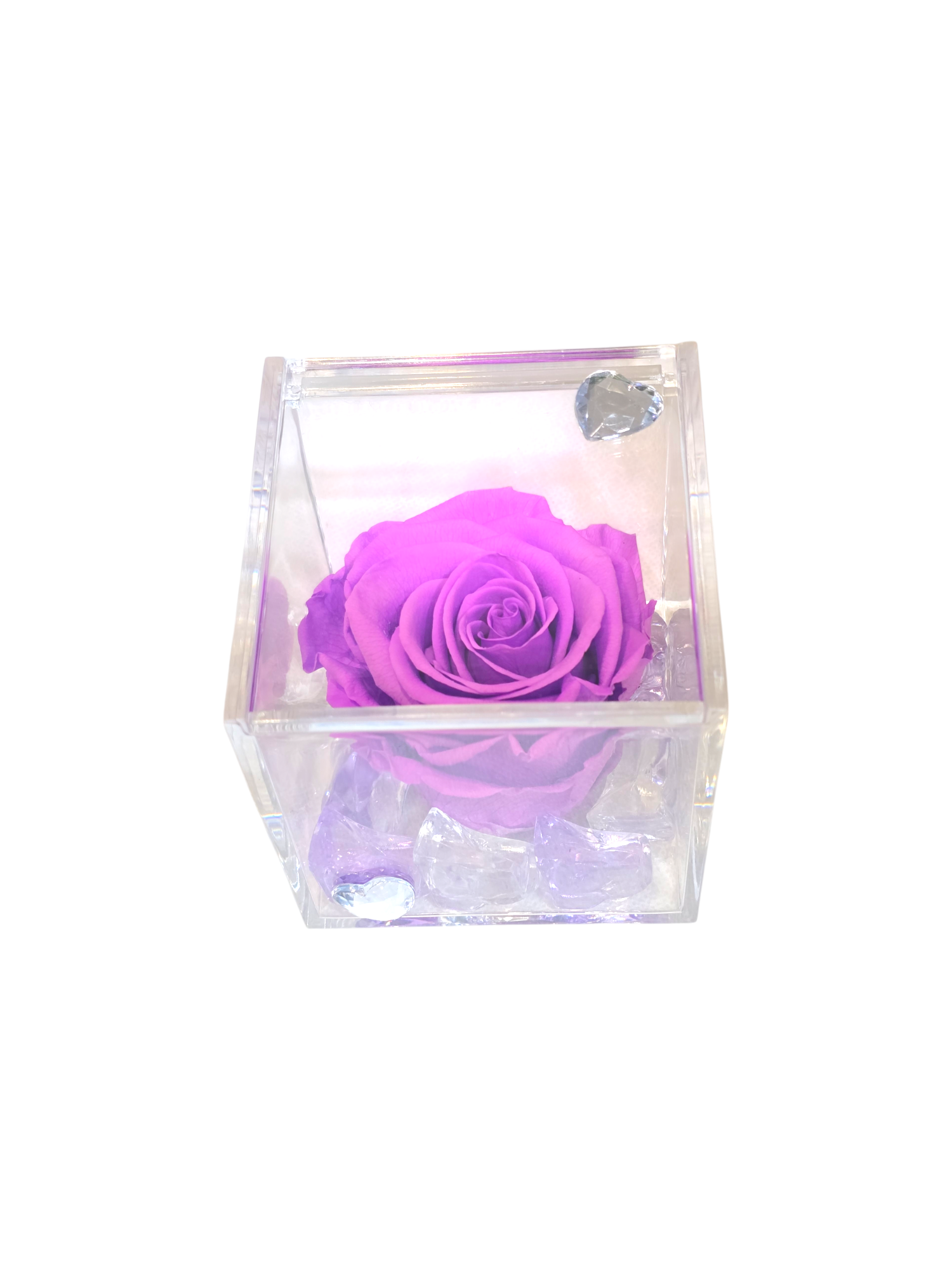 Rosa stabilizzata viola in cubo trasparente grande