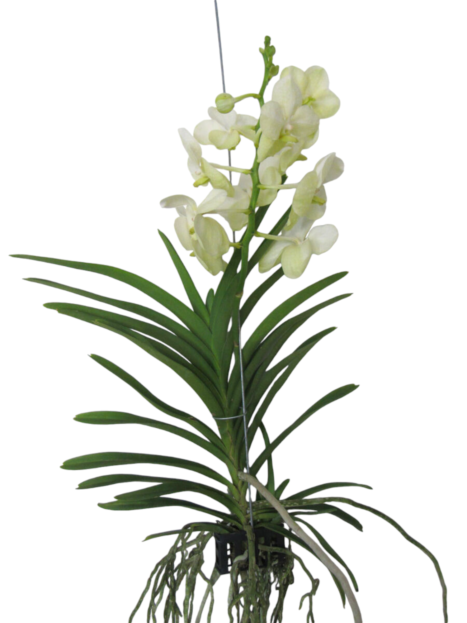 Featured image for “Orchidea Vanda bianca”