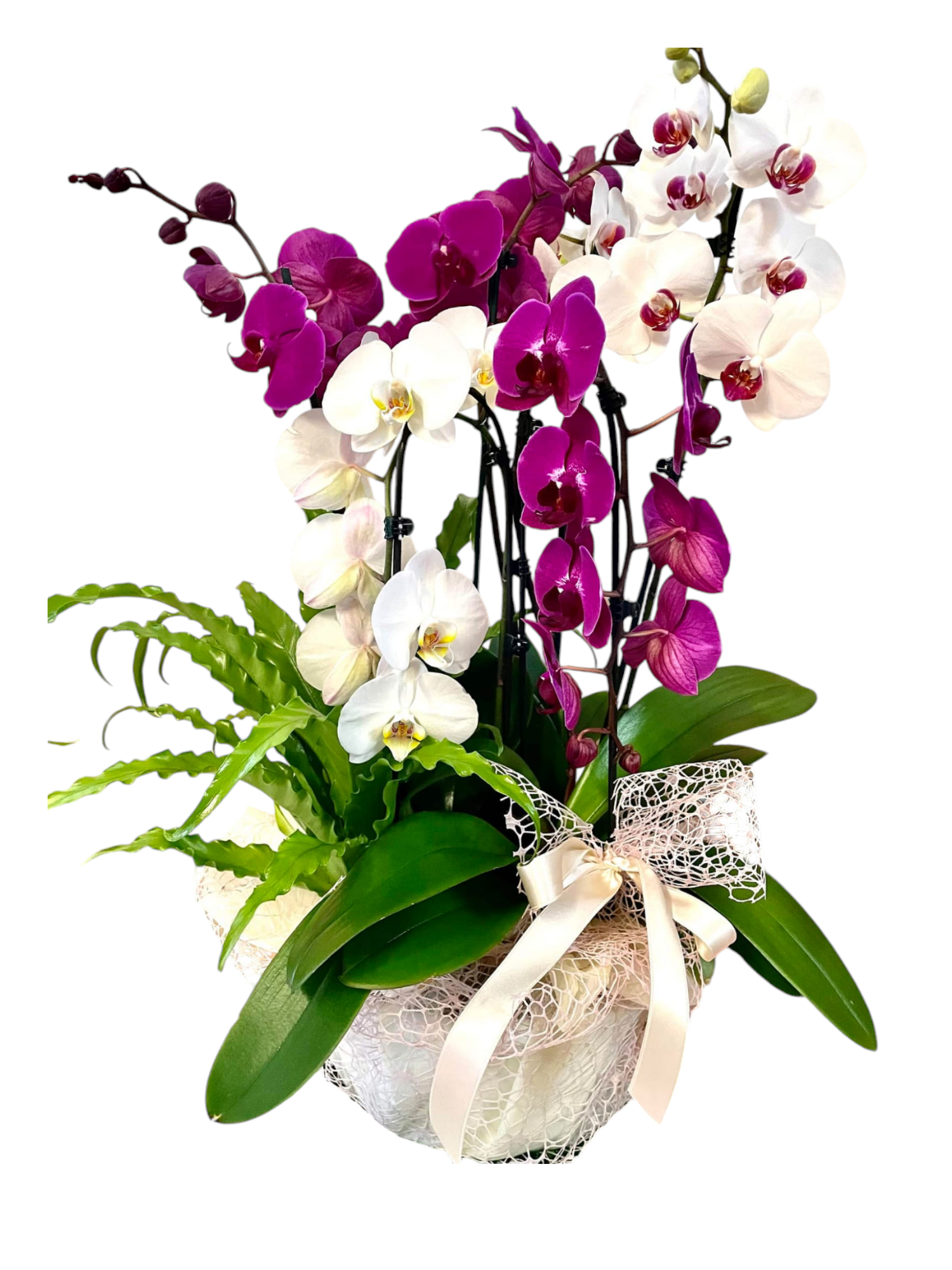Featured image for “Cesto in vimini con piante di orchidee”