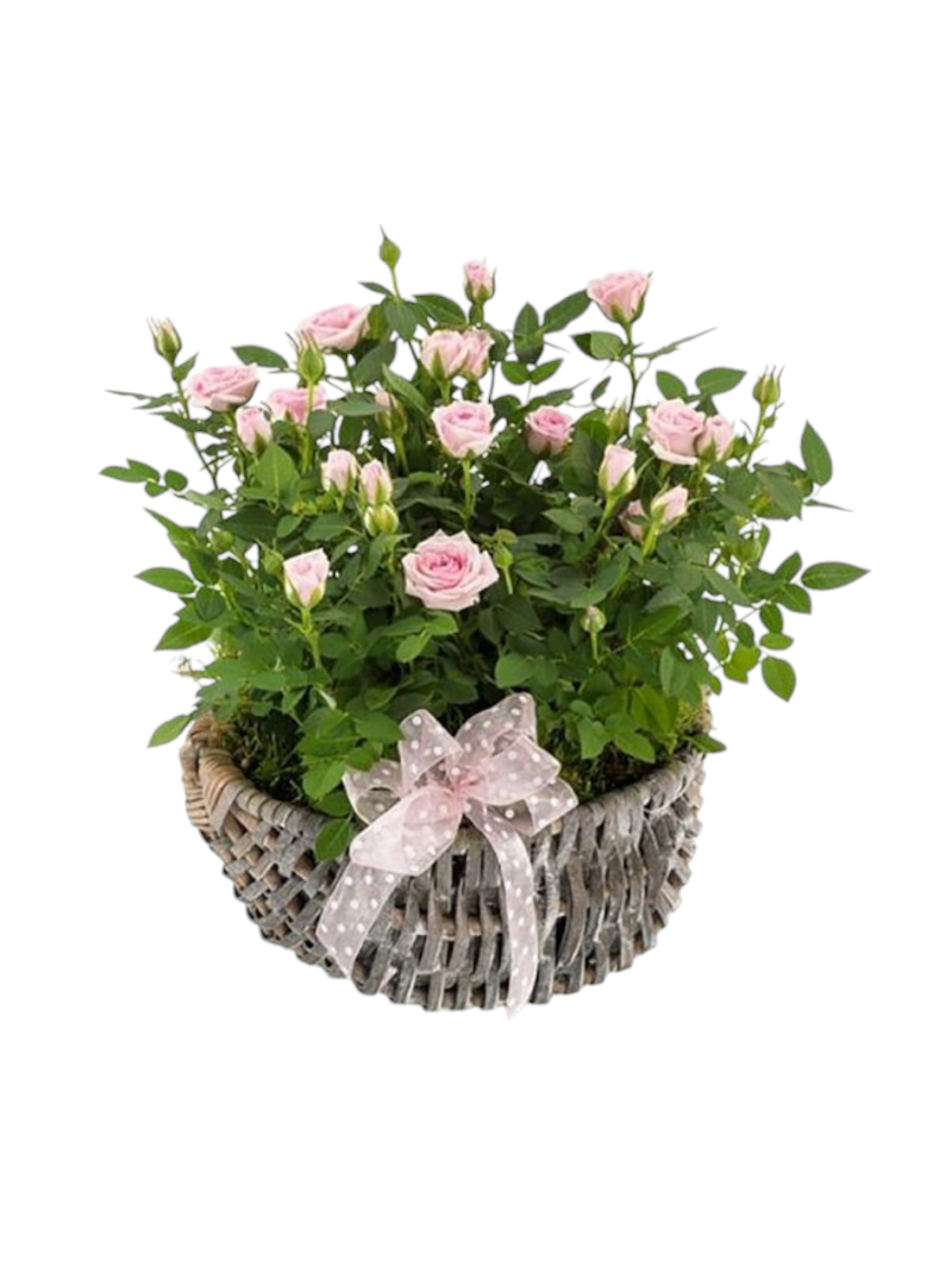 Featured image for “Cesto in vimini con pianta di rose”