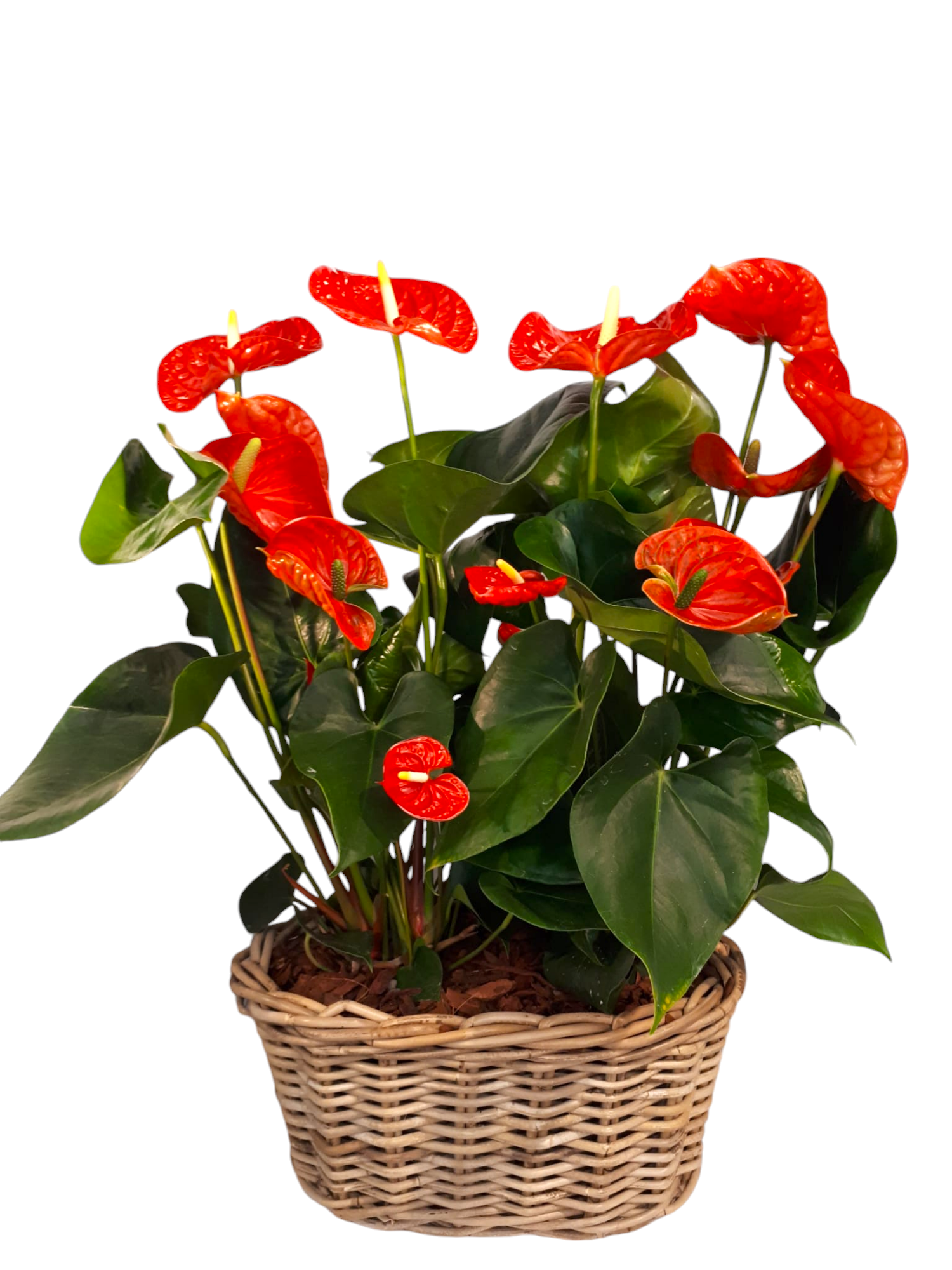 Featured image for “Cesto in vimini di anthurium”