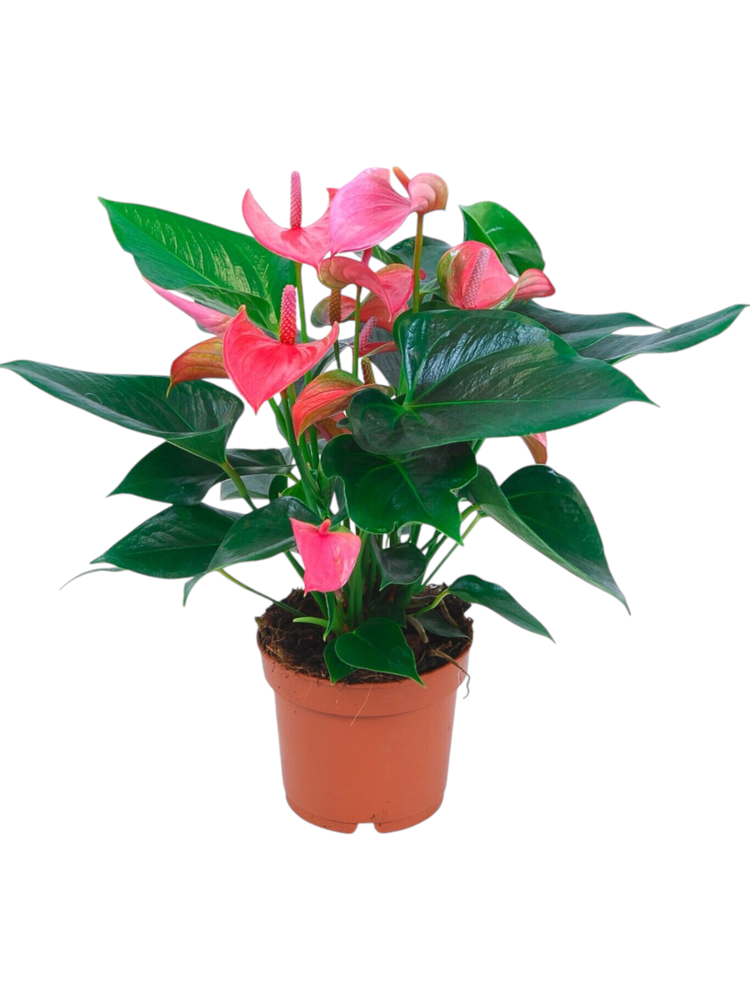 Featured image for “Anthurium”