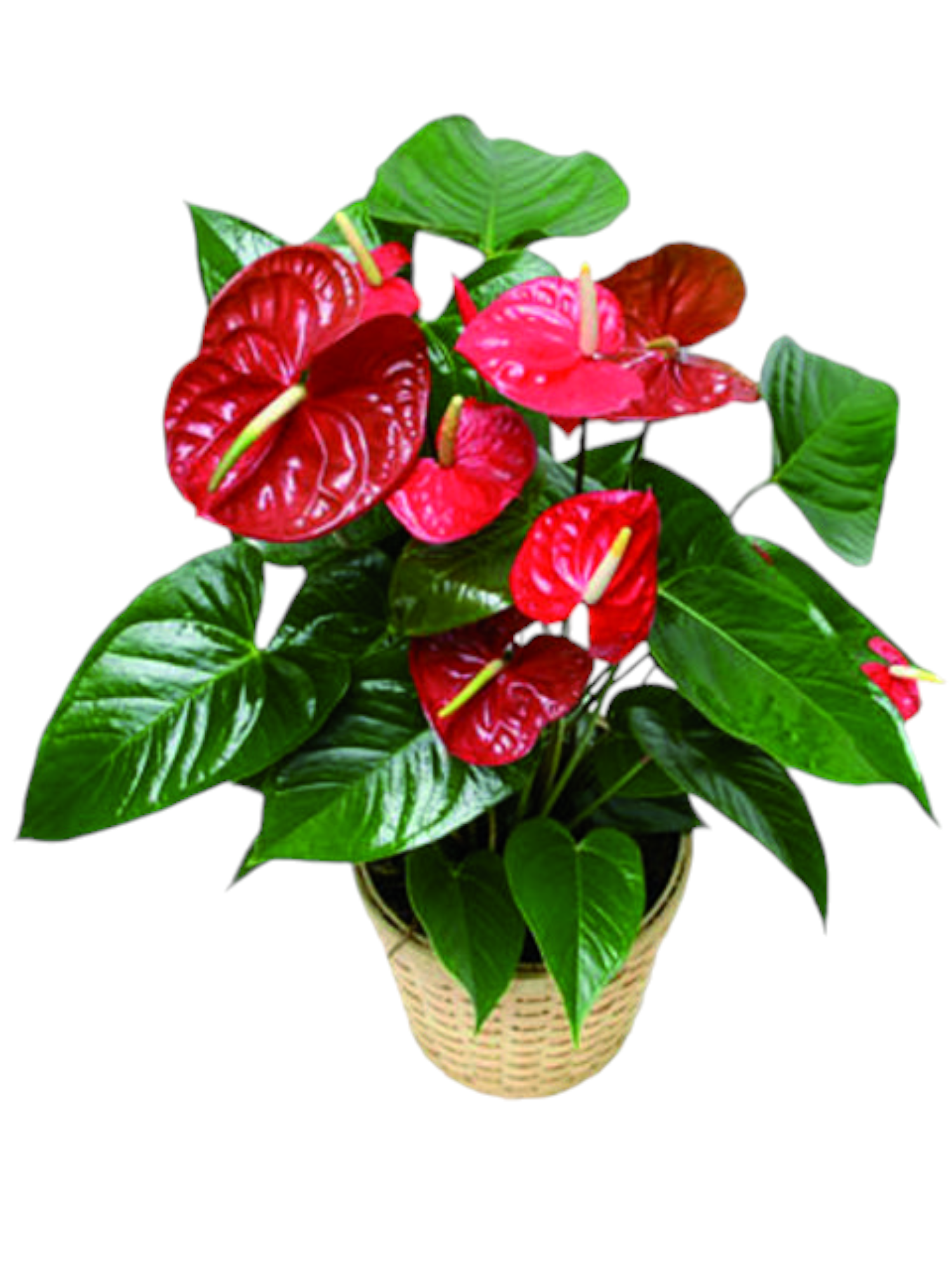 Featured image for “Anthurium”