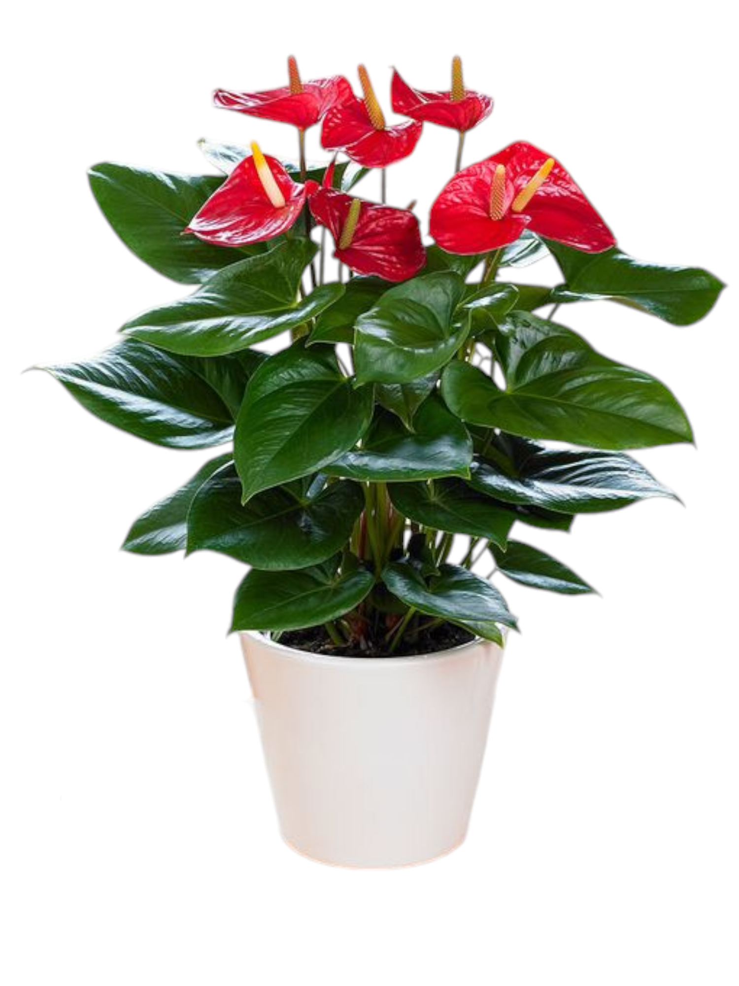 Featured image for “Anthurium”
